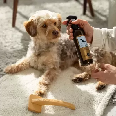 Produto spray de cuidado para cão LILA LOVES IT com pente amarelo ao lado de cão castanho claro de pelo encaracolado deitado em tapete.
