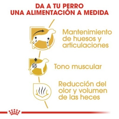 Infográfico sobre alimentação personalizada para cães com texto explicativo e ícones