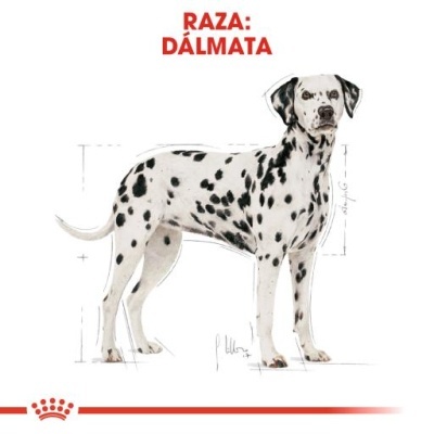 Cão da raça Dálmata com manchas negras sobre fundo branco