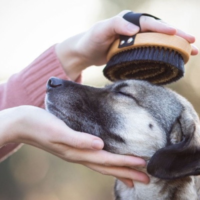 Escova para cão de cabo de madeira e cerdas escuras usada para pentear cão cinzento