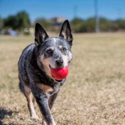Cão com bola vermelha na boca ao ar livre