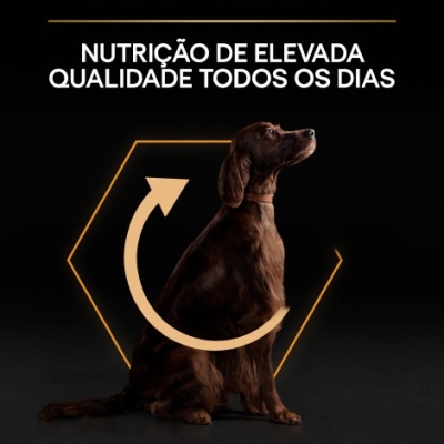 Cão castanho sentado com texto sobre nutrição e elemento gráfico hexagonal amarelo