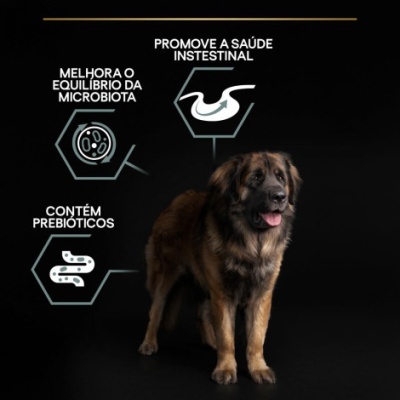 Cão castanho e preto com gráficos e texto em português sobre saúde intestinal e prebioticos