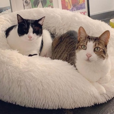 Cama redonda branca em pelúcia com dois gatos sentados, piso escuro e ambiente interior com quadros ao fundo.