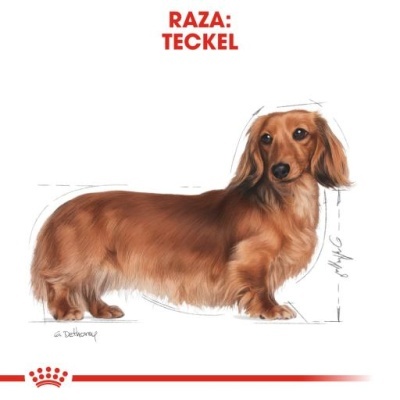 Ilustração de cão da raça Teckel com pelagem castanha e texto RAZA: TECKEL