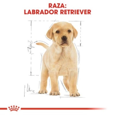 Labrador retriever jovem com pelagem amarela clara e texto informativo em fundo branco