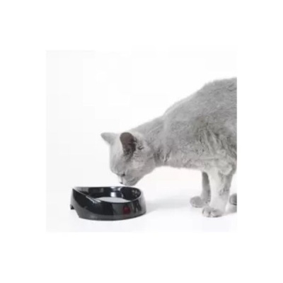 Gato cinza claro a beber de comedouro ou bebedouro preto