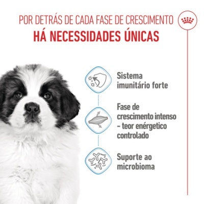 Imagem com texto em português e cachorro São Bernardo