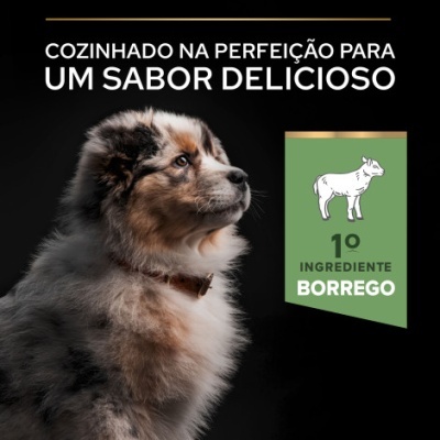 Cão com pelagem tricolor e texto sobre sabor delicioso e ingrediente borrego