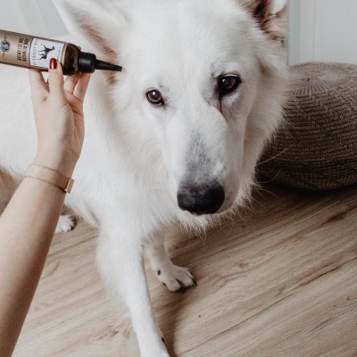Cão branco próximo de mão segurando frasco com aplicador e texto STICK 100% NATURAL