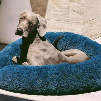 Cão cinza numa cama felpuda azul num chão de pedra clara