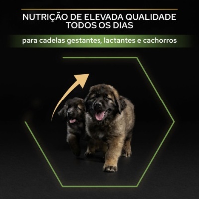 Texto sobre nutrição para cães e duas crias de cão castanho e preto