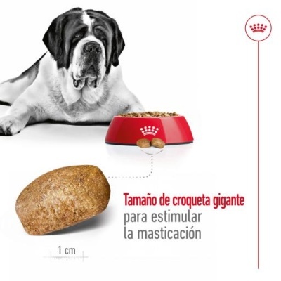 Cão São Bernardo com tigela vermelha cheia de ração e croquete gigante em destaque