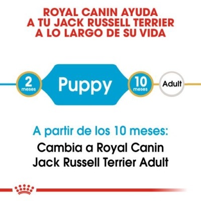 Texto em espanhol sobre alimentação Royal Canin Puppy e Adult para Jack Russell Terrier