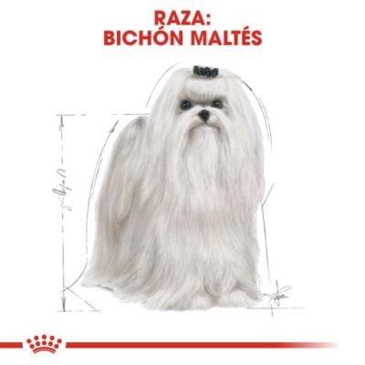 Cão Bichón Maltês branco com pelo longo e laço preto