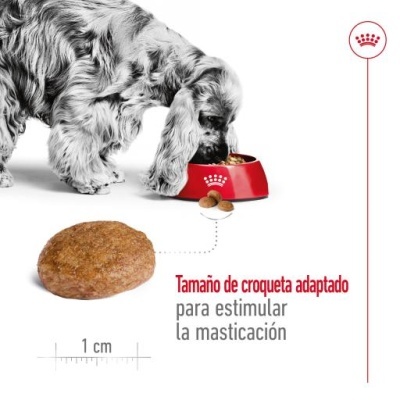Cão a comer croqueta adaptada para estimular mastigação em taça vermelha