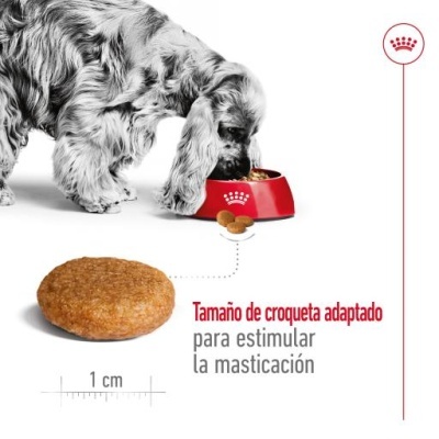 Cão a comer ração em comedouro vermelho com foco em croqueta e texto explicativo