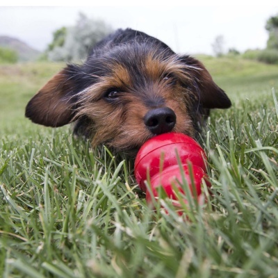 Cão brincando com brinquedo vermelho na relva