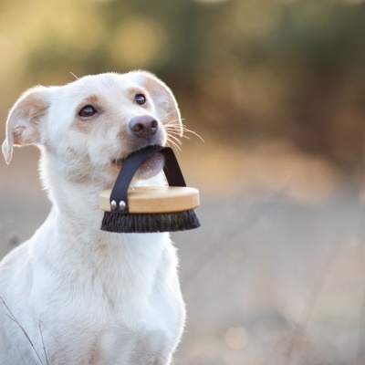 Cão branco a segurar escova de madeira com cerdas pretas na boca