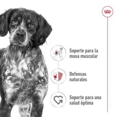 Cão castanho com manchas brancas e pretas ao lado de texto em espanhol sobre suporte muscular, defesas naturais e saúde, com logotipo Royal Canin.