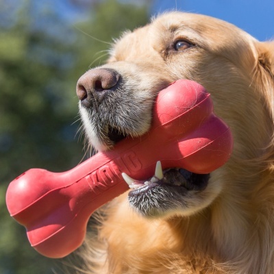 Cão com brinquedo em forma de osso vermelho na boca ao ar livre