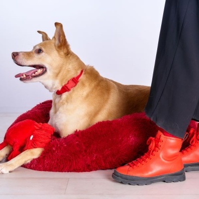 Cão castanho num cama de cão vermelha com botas vermelhas ao lado
