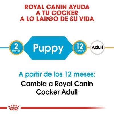 Informação de Royal Canin sobre alimentação para cães Cocker, indicado Puppy de 2 a 12 meses e mudança para Adult a partir de 12 meses.
