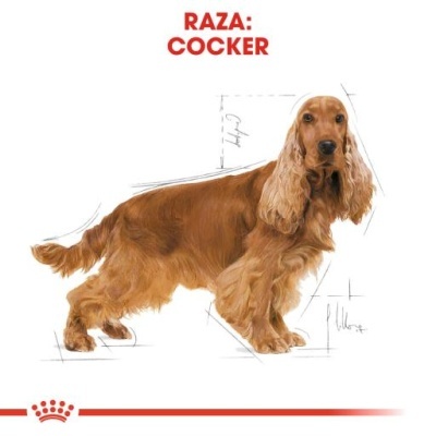 Cão da raça Cocker castanho com texto RAZA: COCKER.