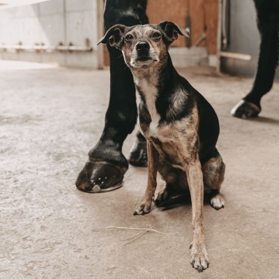 Cão preto e castanho sentado no chão com patas de cavalo ao fundo.