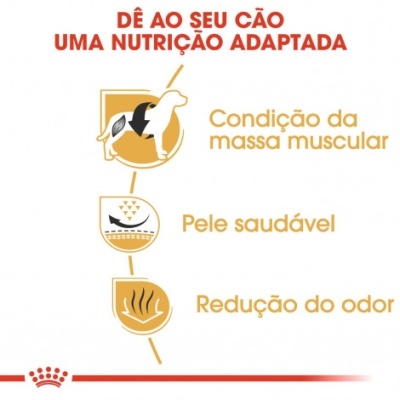 Imagem informativa sobre nutrição canina com ícones e texto em português