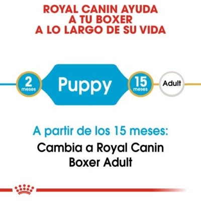 Texto informativo sobre a alimentação Royal Canin para boxers, incluindo fases Puppy e Adult.