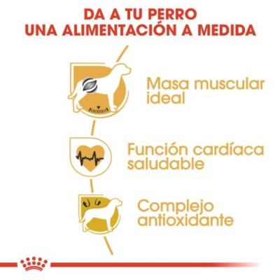 Imagem promocional em espanhol sobre alimentação personalizada para cães com ícones e texto explicativo