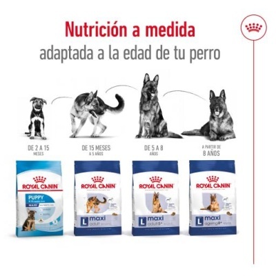 Quatro sacos de ração Royal Canin para cães em diferentes fases etárias, com ilustrações de cães e texto em espanhol