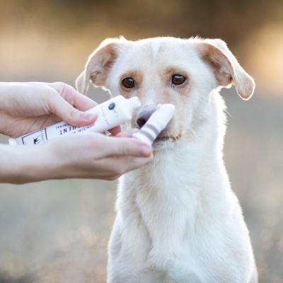 Cão olhando para tubos pequenos em mãos humanas