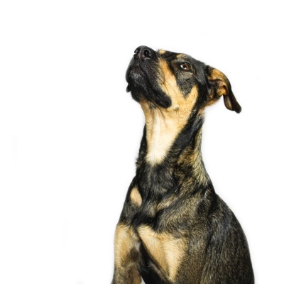 Cão preto e castanho claro sentado olhando para cima sobre fundo branco