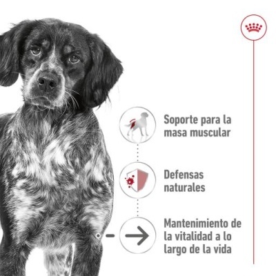 Cão preto e branco com texto em espanhol ao lado sobre suporte muscular, defesas naturais e vitalidade.