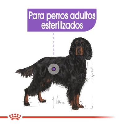 Cão preto e castanho com texto sobre esterilização para cães adultos