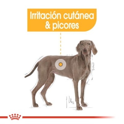 Desenho de cão Weimaraner com indicação de irritação cutânea e picores