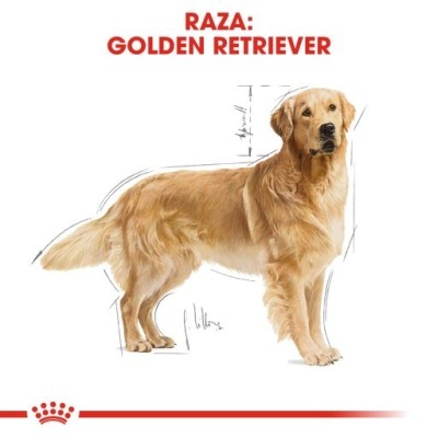 Golden Retriever com texto 'RAZA: GOLDEN RETRIEVER' e logotipo Royal Canin