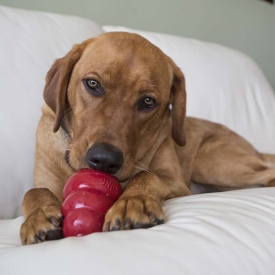 Cão castanho com brinquedo vermelho de borracha num sofá branco