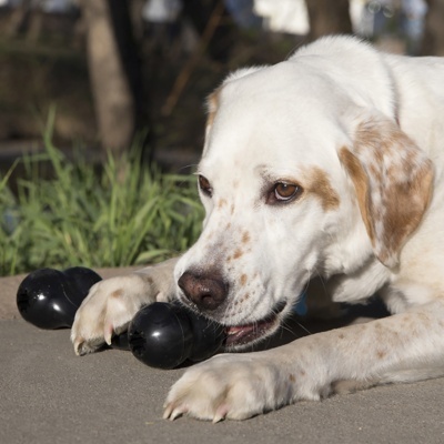 Cão branco com manchas castanhas a morder brinquedo preto para cães ao ar livre