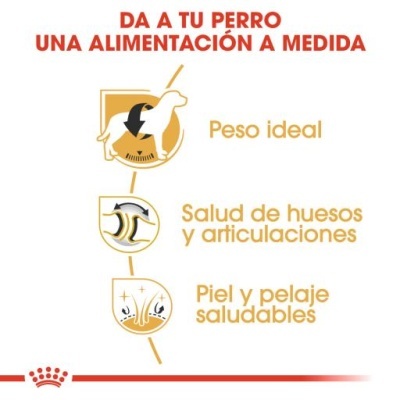 Infográfico sobre alimentação personalizada para cães com ícones e texto em espanhol