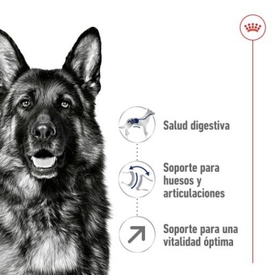 Cão pastor alemão preto e branco ao lado de texto em espanhol sobre saúde digestiva e suporte para ossos