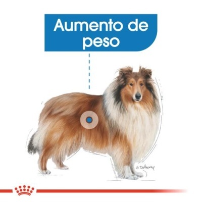Cão Pastor de Shetland com texto 'Aumento de peso' e logotipo Royal Canin