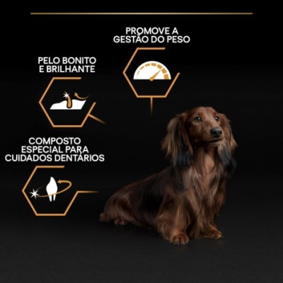 Cão dachshund marrom sentado com textos sobre cuidados para cães