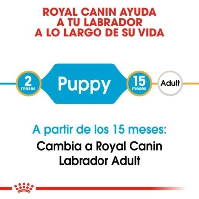Gráfico informativo da Royal Canin sobre ração para Labradores, fases Puppy e Adult.