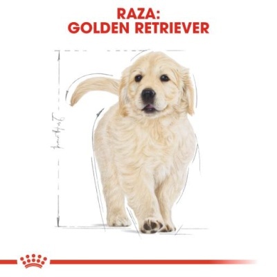 Imagem de um cachorro Golden Retriever com texto informativo