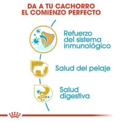 Imagem com texto e ícones sobre saúde do cachorro em espanhol