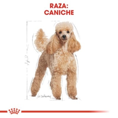 Desenho de um cão caniche bege com texto 'RAZA: CANICHE'