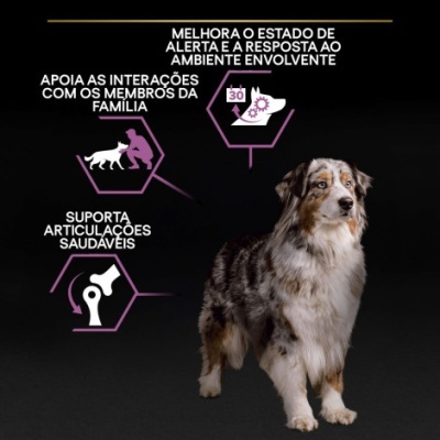 Imagem de cão junto a texto sobre benefícios para cães em português